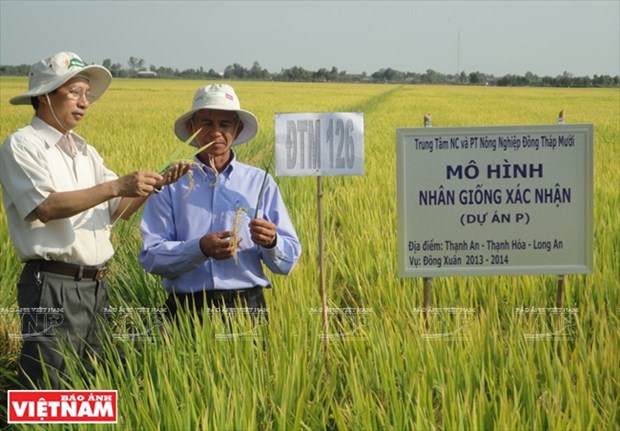 Nguyen Viet Cuong et les varietes de riz pour les terres alunees de Dong Thap Muoi hinh anh 2