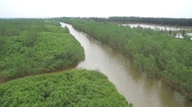Aide sud-coreenne pour le developpement des mangroves a Thai Binh hinh anh 1