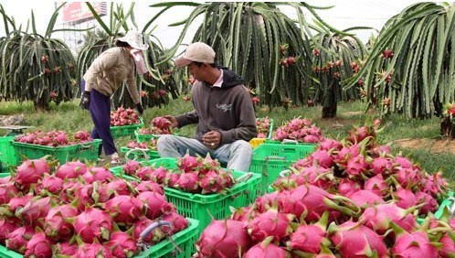 Bond des exportations nationales de fruits et legumes au 1er trimestre hinh anh 1