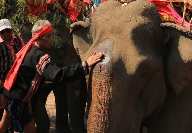 Ceremonie de priere pour la sante des elephants des ethnies du Tay Nguyen hinh anh 1