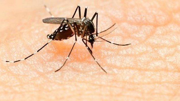 Ho Chi Minh-Ville declare le quartier en epidemie de virus Zika hinh anh 1