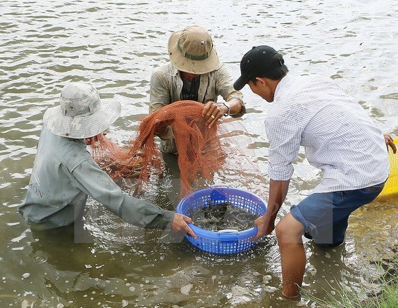 La Chine parmi les 10 premiers marches pour les crevettes vietnamiennes hinh anh 1