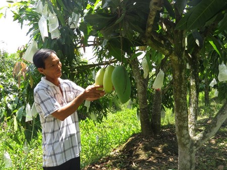 Dong Thap: Une fruiticulture fructueuse hinh anh 2