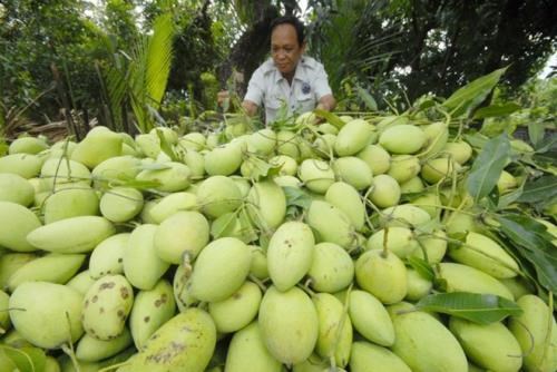 Un grand volume de mangue vietnamienne expedie en Australie hinh anh 1