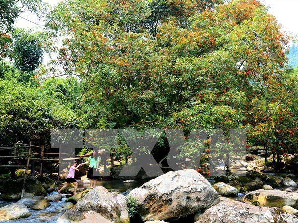 48 animaux rares liberes dans le parc national Phong Nha-Ke Bang hinh anh 1