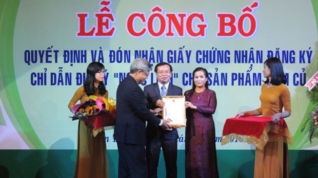 Kon Tum : certificat d’indication geographique pour le ginseng de Ngoc Linh hinh anh 1