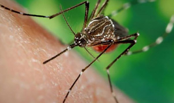 Le 1er cas de virus Zika confirme en Malaisie hinh anh 1