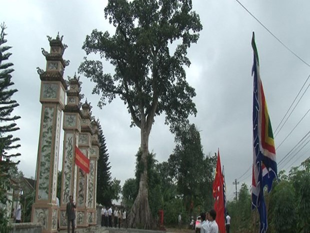 Deux arbres centenaires de la province de Thua Thien-Hue reconnus arbres patrimoniaux hinh anh 1