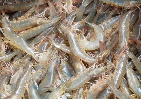 Les Americains apprecient les crevettes a pattes blanches du Vietnam hinh anh 1