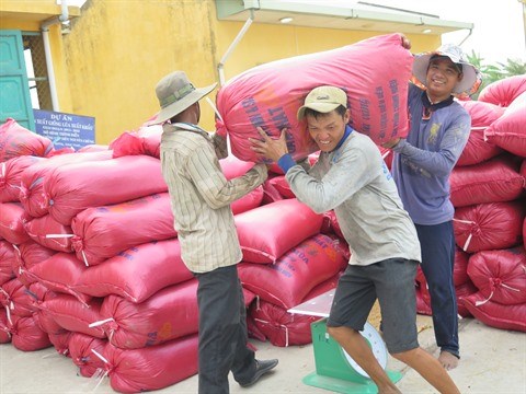 Difficile d’atteindre l’objectif d’export de riz pour 2016 hinh anh 2