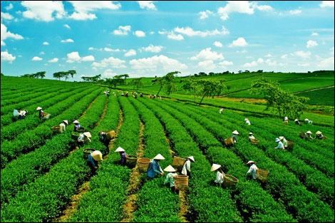 Feu vert pour un projet pour la croissance verte et durable au Vietnam hinh anh 1