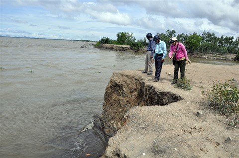 Les mangroves reculent, l’erosion cotiere menace hinh anh 2
