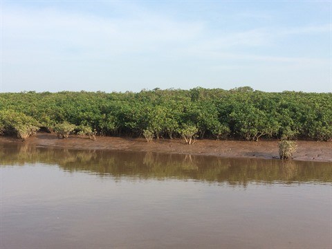 Les mangroves reculent, l’erosion cotiere menace hinh anh 1