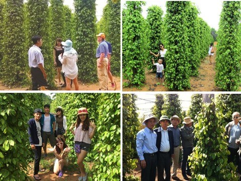 Plantations de poivriers, nouveau filon ecotouristique de Phu Quoc hinh anh 2