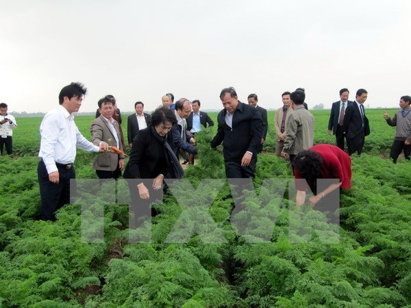 La presidente de l’AN engage Cam Giang a developper des zones agricoles a haute valeur ajoutee hinh anh 1