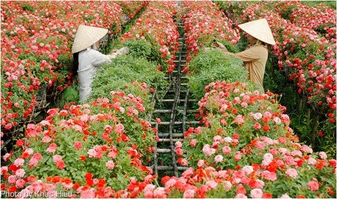 L’exode des fleurs de Hanoi hinh anh 1