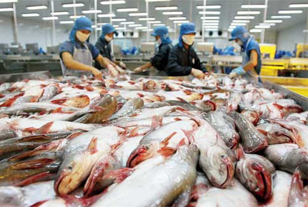 Pangasius : les exportations pourraient augmenter de 20% hinh anh 1