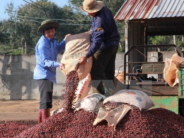 Le Vietnam veut developper la cafeiculture durable face au rechauffement hinh anh 1