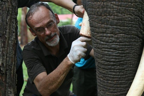 Un Neerlandais au chevet des derniers elephants vietnamiens hinh anh 2