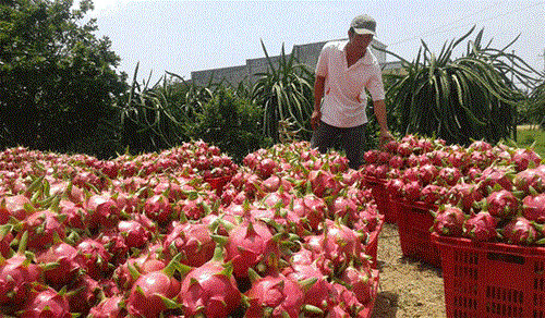 Exportation de fruits du dragon de Binh Thuan aux Emirats arabes unis hinh anh 1