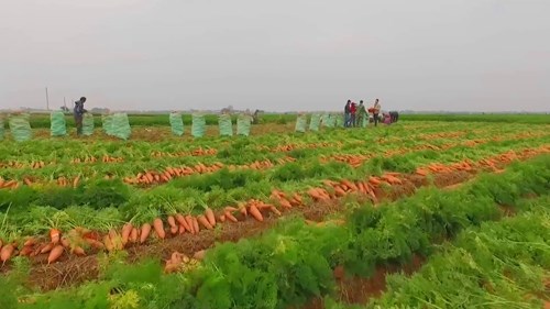 Les carottes du Vietnam exportees en Malaisie hinh anh 1