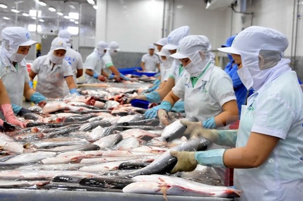Bonne croissance des exportations vietnamiennes de poissons tra au Bresil hinh anh 1