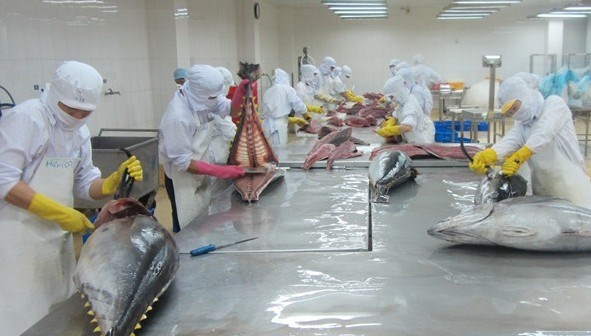 Les exportations nationales de thon retrouvent des couleurs hinh anh 1