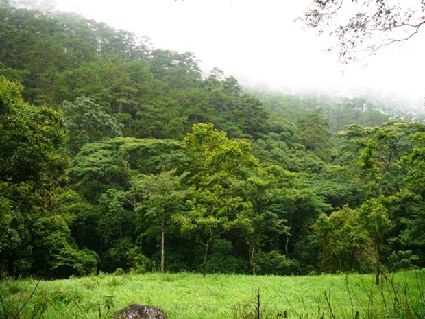 Le Vietnam vise un taux de couverture forestiere de 45% d’ici 2030 hinh anh 1