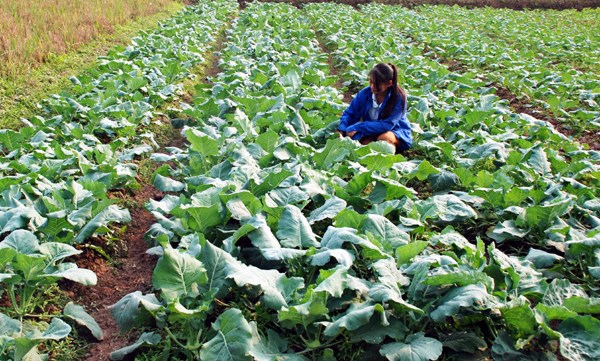 IFC soutient la production agricole durable hinh anh 1