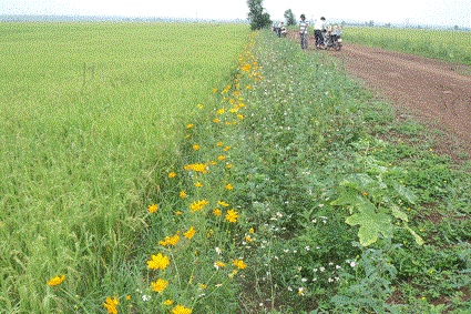Ba Ria-Vung Tau : quand riziculture rime avec horticulture hinh anh 1