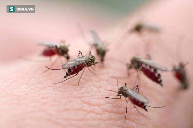 Hanoi : le nombre de cas de dengue en baisse hinh anh 1