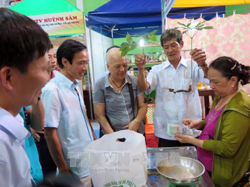 Quang Nam : premier marche du ginseng de Ngoc Linh hinh anh 1