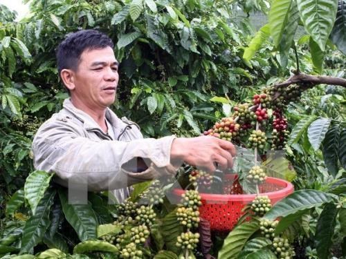 Le Vietnam elu au Comite executif de l’Association du cafe d’Asie hinh anh 1