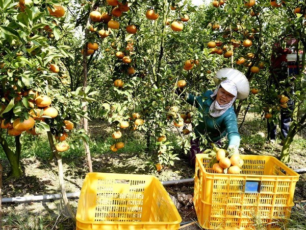 Agriculture : objectif de plus de 21 milliards d'exportation en 2018 hinh anh 1
