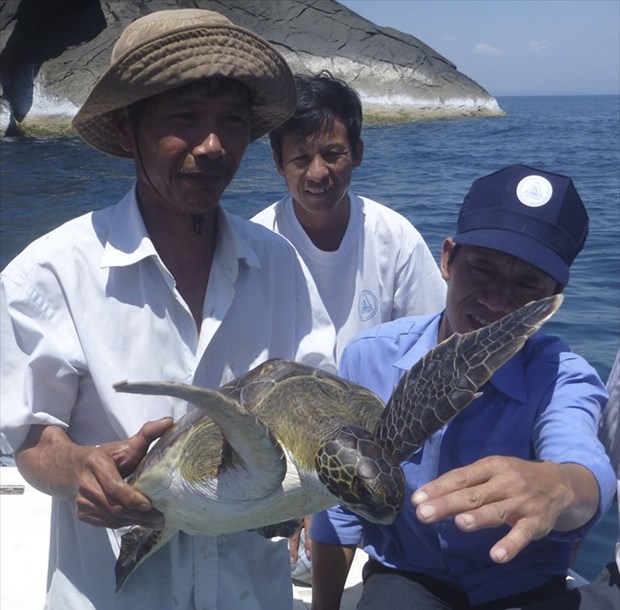 Projet d'ecloserie pour favoriser le retour des tortues de mer a Cu Lao Cham hinh anh 1
