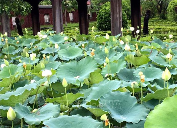 Une variete precieuse de lotus blancs se developpe a Dai Noi hinh anh 3