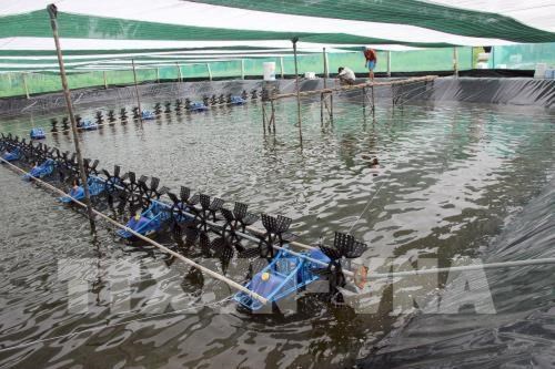 Regler les difficultes pour le developpement du secteur des crevettes du Vietnam hinh anh 1