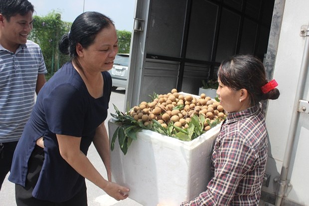 Hanoi exporte 19 tonnes de longanes aux Etats-Unis et en Europe hinh anh 1