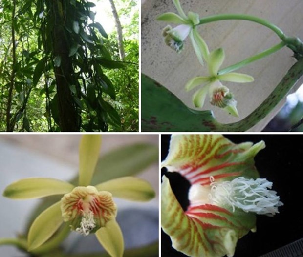 De nouvelles especes vegetales decouvertes dans la reserve naturelle de Khanh Hoa hinh anh 1