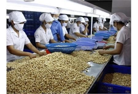 La noix de cajou vietnamienne cherche a conquerir les marches americain et europeen hinh anh 1
