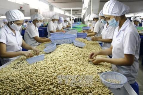 Le Vietnam s’efforce de demeurer « le roi de la noix de cajou » du monde hinh anh 1