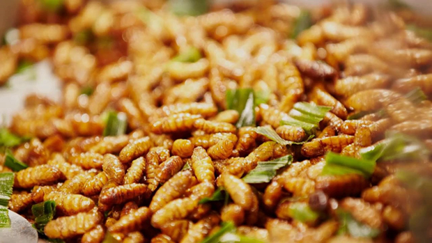 Le Vietnam autorise a envoyer des insectes destines a la consommation humaine vers l’UE hinh anh 2