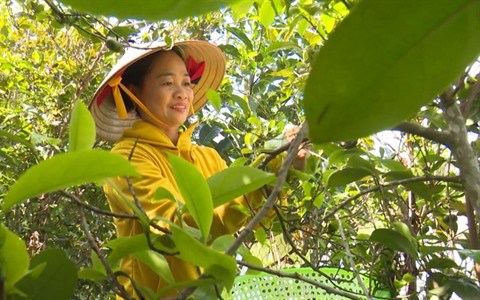 Le the vert Met de Viet Thuan, une douceur incomparable hinh anh 1