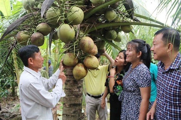 Les noix de coco frais de Tra Vinh exportes officiellement pour la premiere fois vers l’Australie hinh anh 1