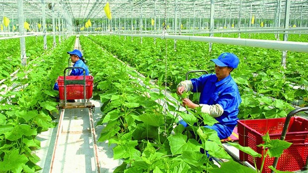 Transition vers un systeme alimentaire vert au Vietnam hinh anh 1