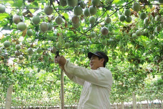 Signes positifs pour les exportations de fruits vietnamiens hinh anh 1