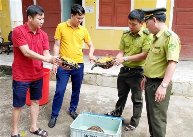 Quang Binh receptionne trois tortue terrestre Manouria Impressa hinh anh 1