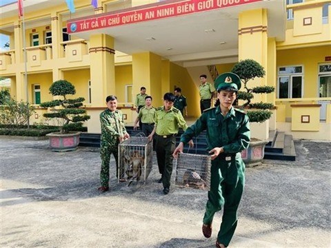 Pour proteger les animaux sauvages au nord de la cordillere Truong Son hinh anh 1