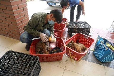 To protect wild animals in the northern cordillera Truong Son hinh anh 2