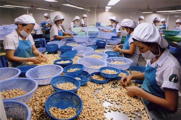 Noix de cajou : les entreprises vietnamiennes appelees a investir en Afrique de l’Ouest hinh anh 1